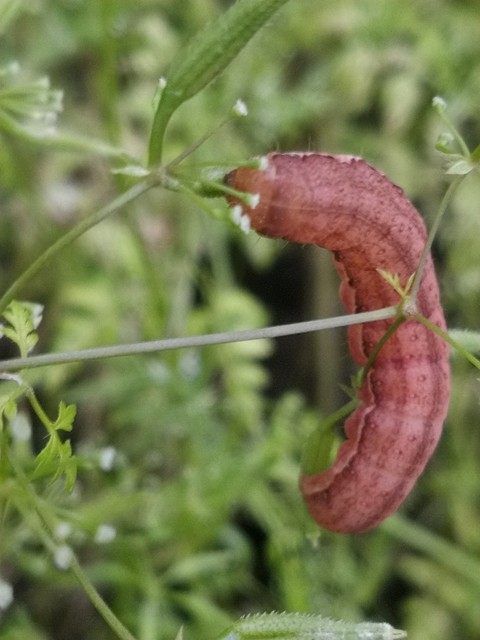 Agrochola