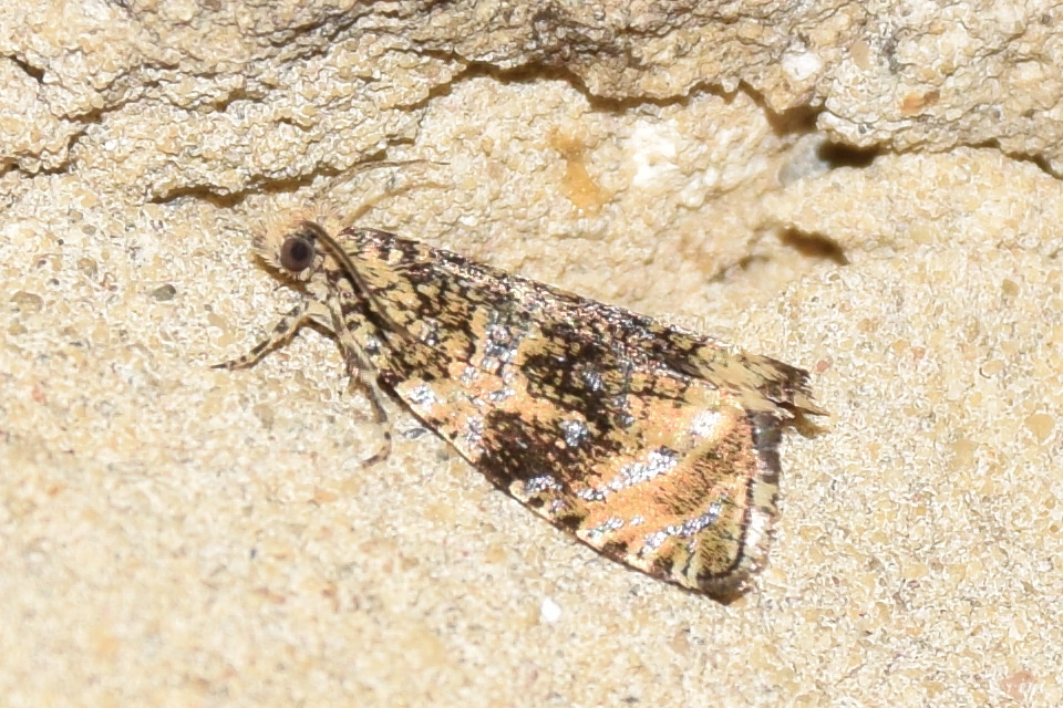 Celypha lacunana - vízparti tükrösmoly