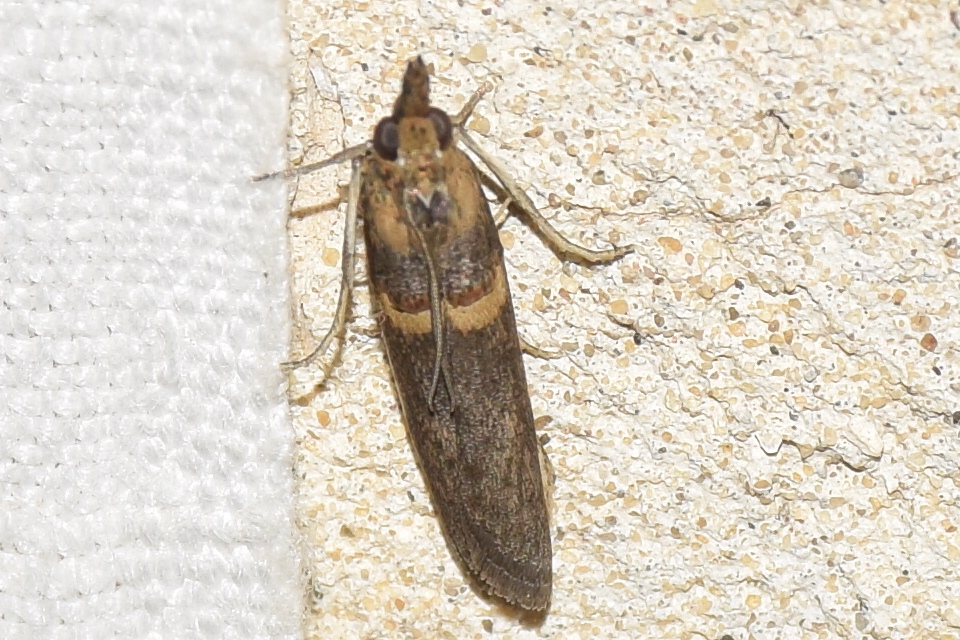 Etiella zinckenella - akácmoly