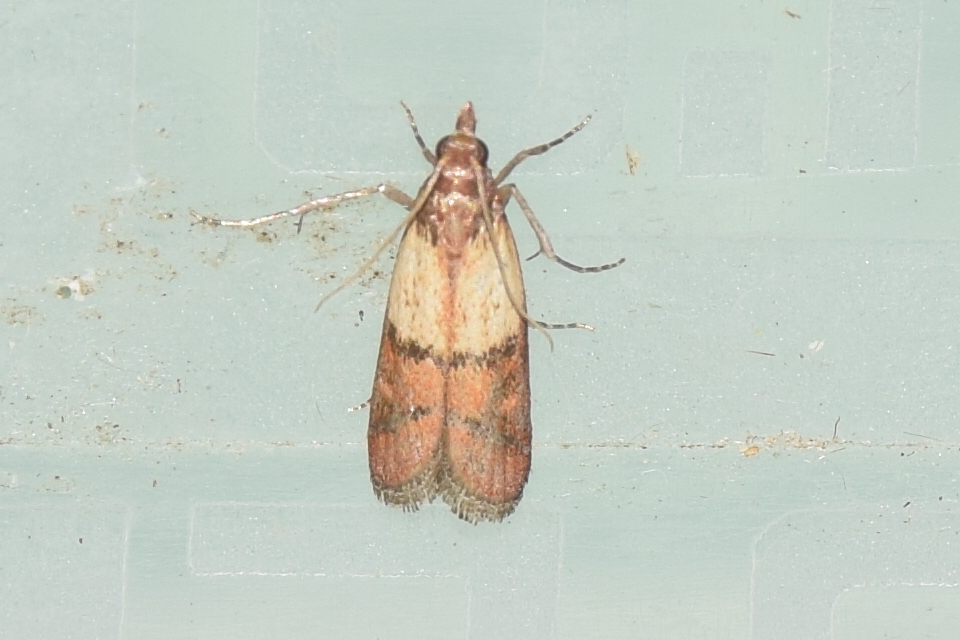 Plodia interpunctella - aszalványmoly
