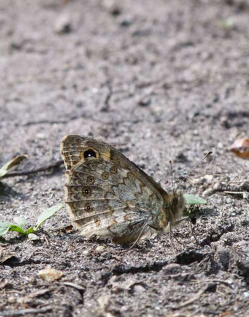 Lasiommata megera - vörös szemeslepke