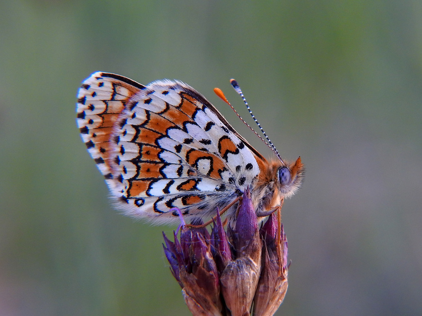Melitaea cinxia - réti tarkalepke