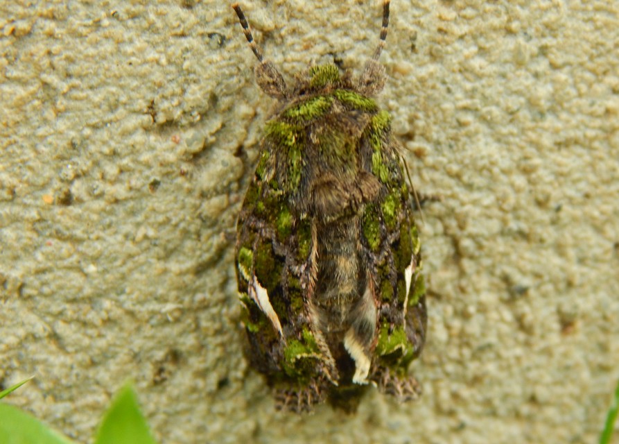 Trachea atriplicis - nyári zöldbagoly