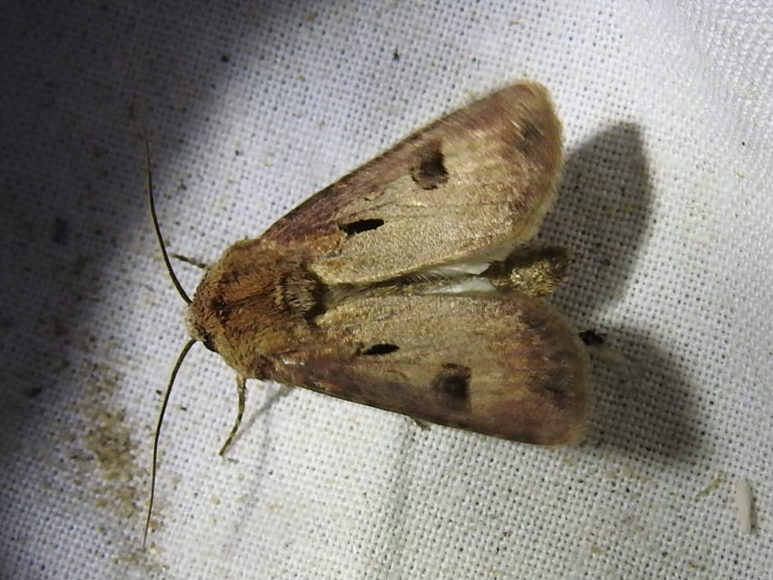Agrotis exclamationis - felkiáltójeles földibagoly