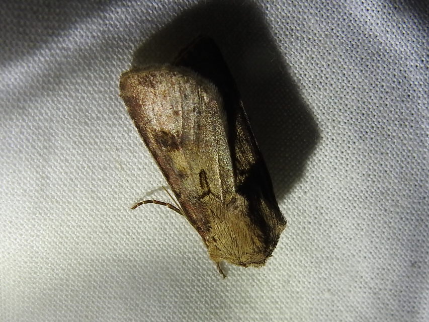 Agrotis exclamationis - felkiáltójeles földibagoly