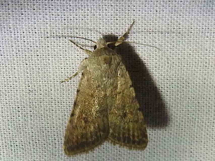 Paradrina clavipalpis - közönséges selymesbagoly