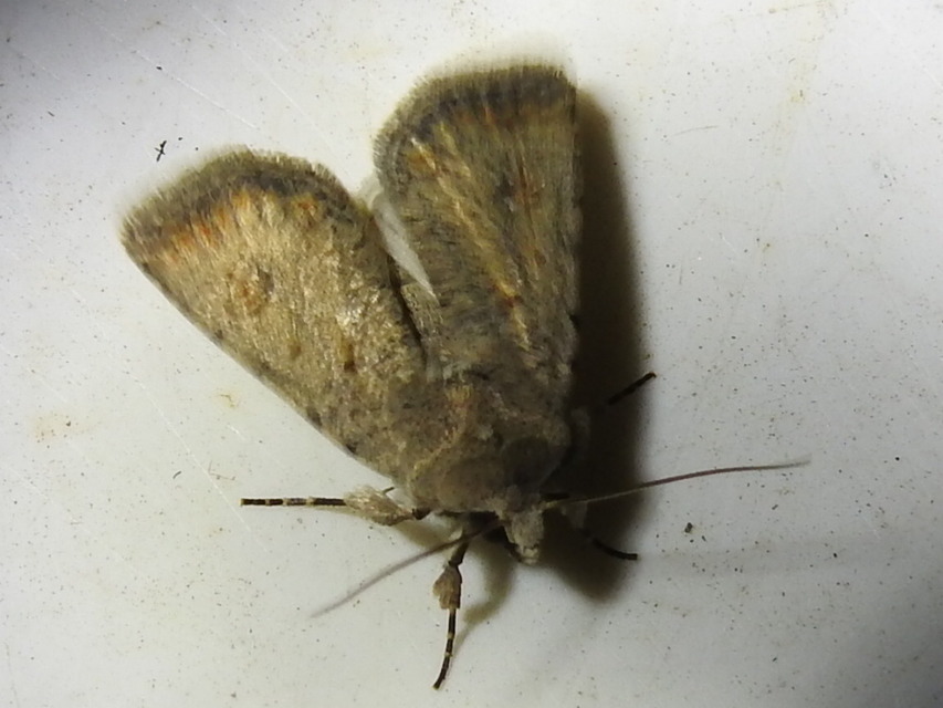 Paradrina clavipalpis - közönséges selymesbagoly