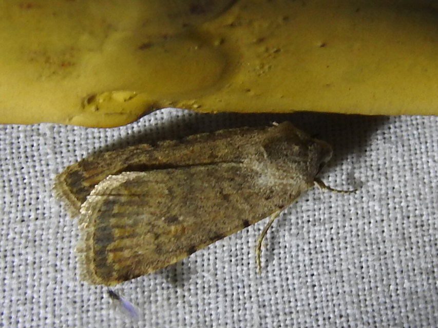 Paradrina clavipalpis - közönséges selymesbagoly