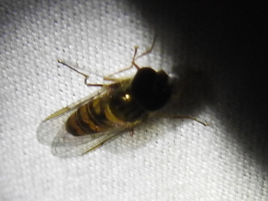 Episyrphus balteatus - ékfoltos zengőlégy