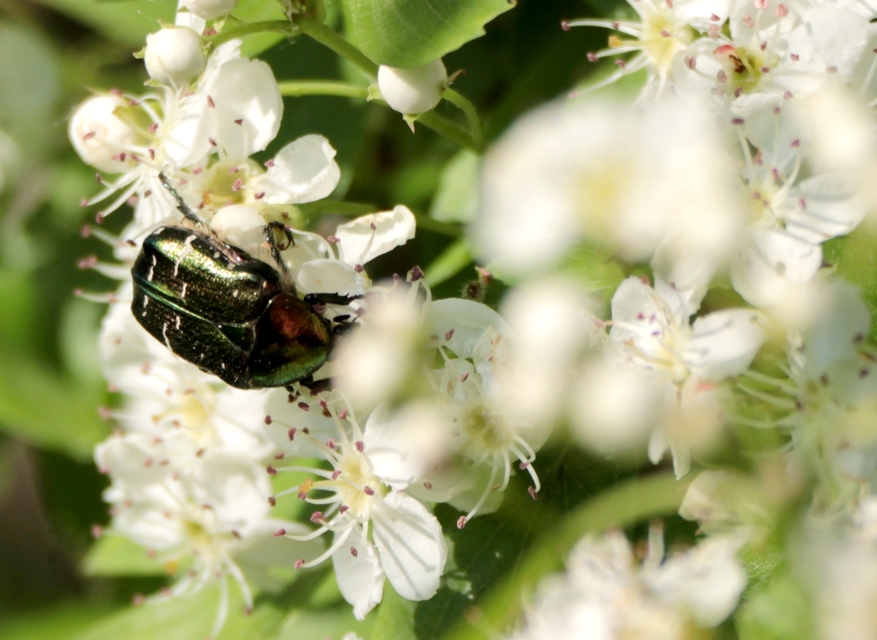 Cetonia aurata - aranyos virágbogár