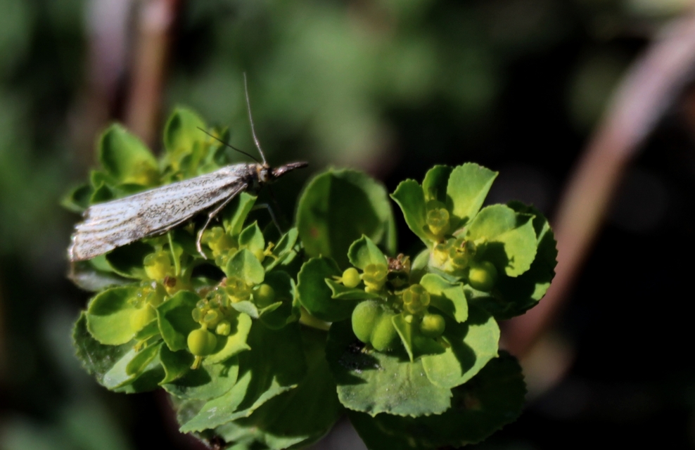 Thisanotia chrysonuchella - tavaszi fűgyökérmoly
