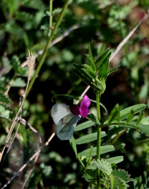 Leptidea sinapis - mustárlepke