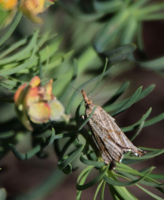 Thisanotia chrysonuchella - tavaszi fűgyökérmoly