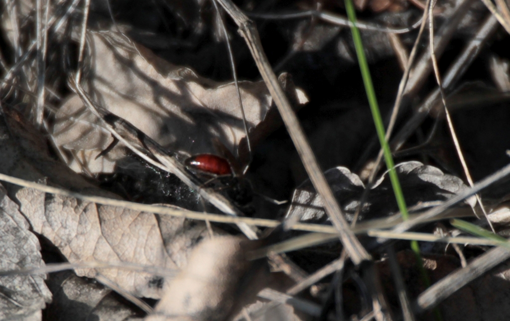 Sphecodes