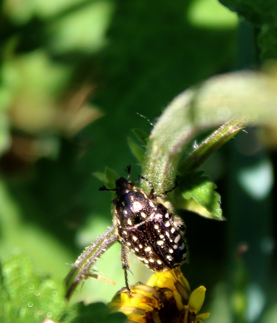 Oxythyrea funesta - sokpettyes virágbogár