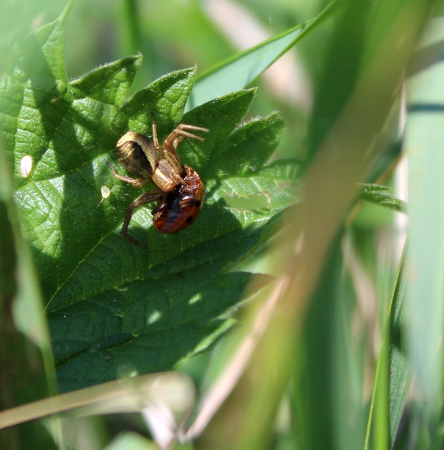 Xysticus ulmi - cserje-karolópók