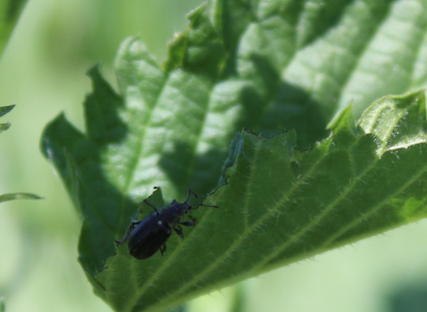 Phyllobius pyri - gyümölcsfa-levélormányos