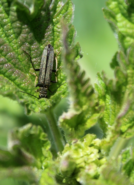 Oedemera
