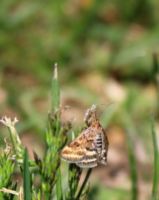 Pyrausta despicata - réti bíbormoly