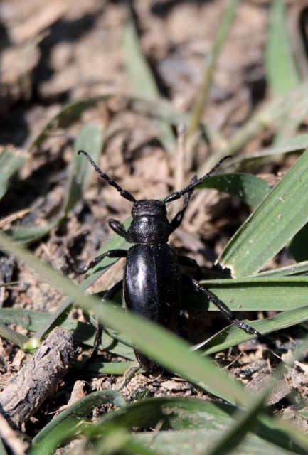 Dorcadion aethiops - fekete gyalogcincér
