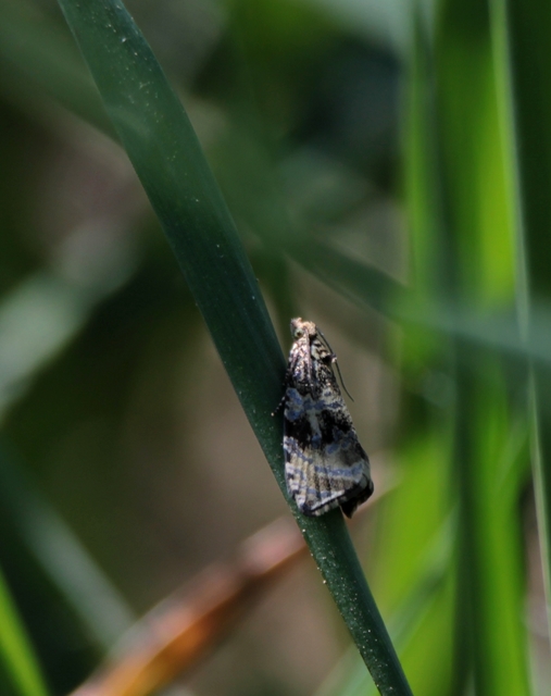 Celypha lacunana - vízparti tükrösmoly