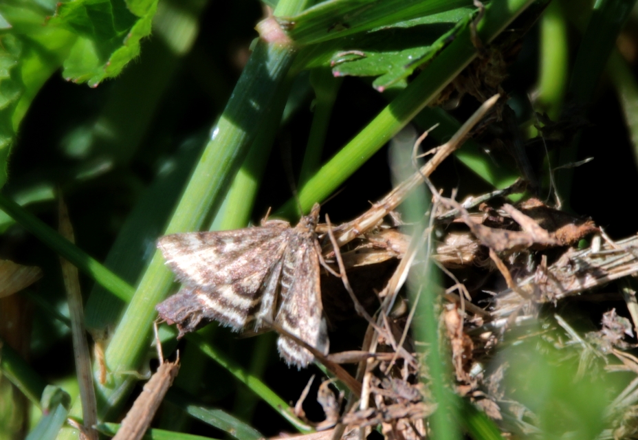 Pyrausta despicata - réti bíbormoly