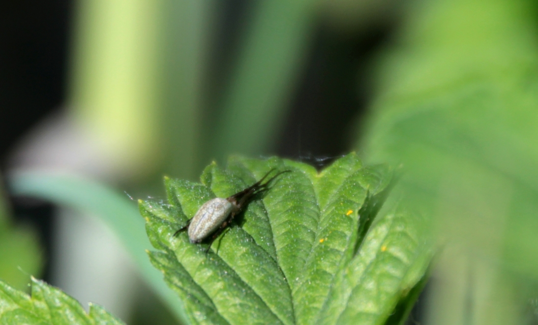 Tetragnatha