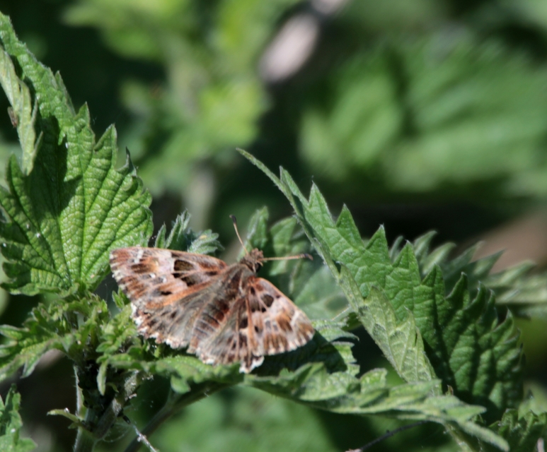 Carcharodus alceae - mályva-busalepke