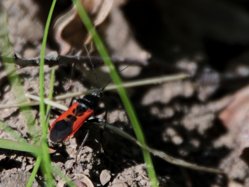 Peirates hybridus - foltos rablópoloska