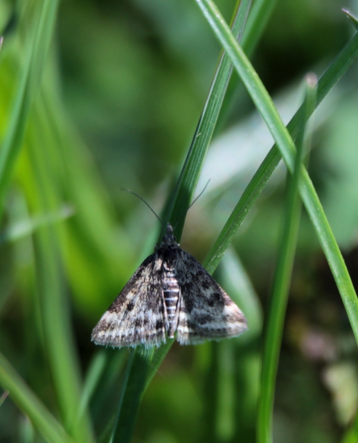 Pyrausta despicata - réti bíbormoly