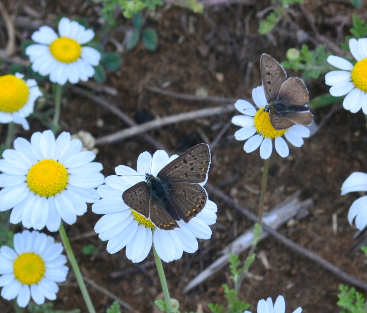 Lycaena tityrus - barna tűzlepke