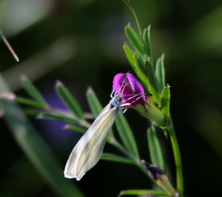 Leptidea sinapis - mustárlepke