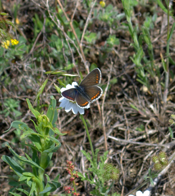 Aricia agestis - szerecsenboglárka