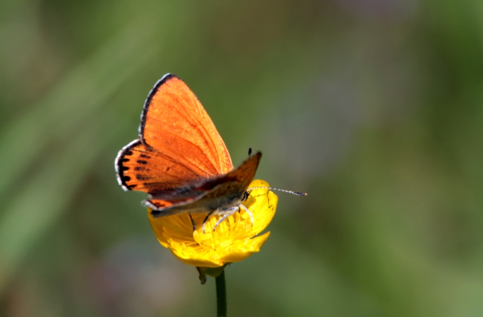 Lycaena thersamon - kis tűzlepke