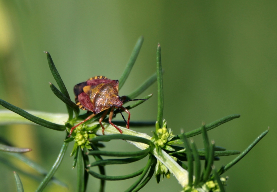 Carpocoris Carpocoris
