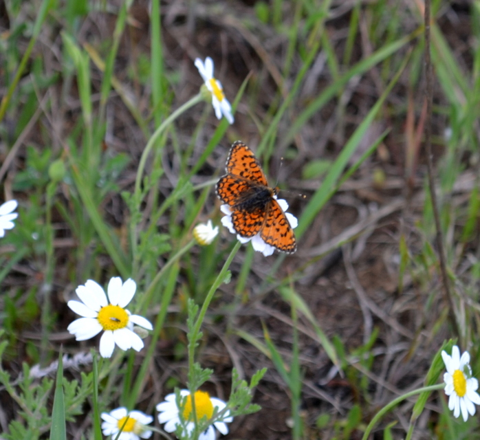 Melitaea trivia - kis tarkalepke