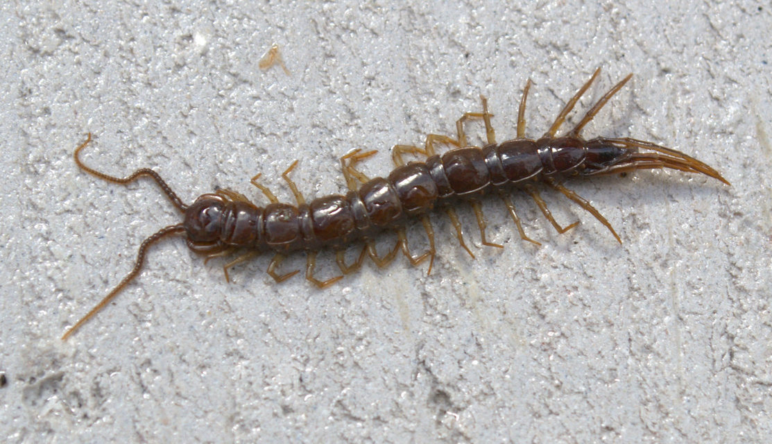 Lithobius