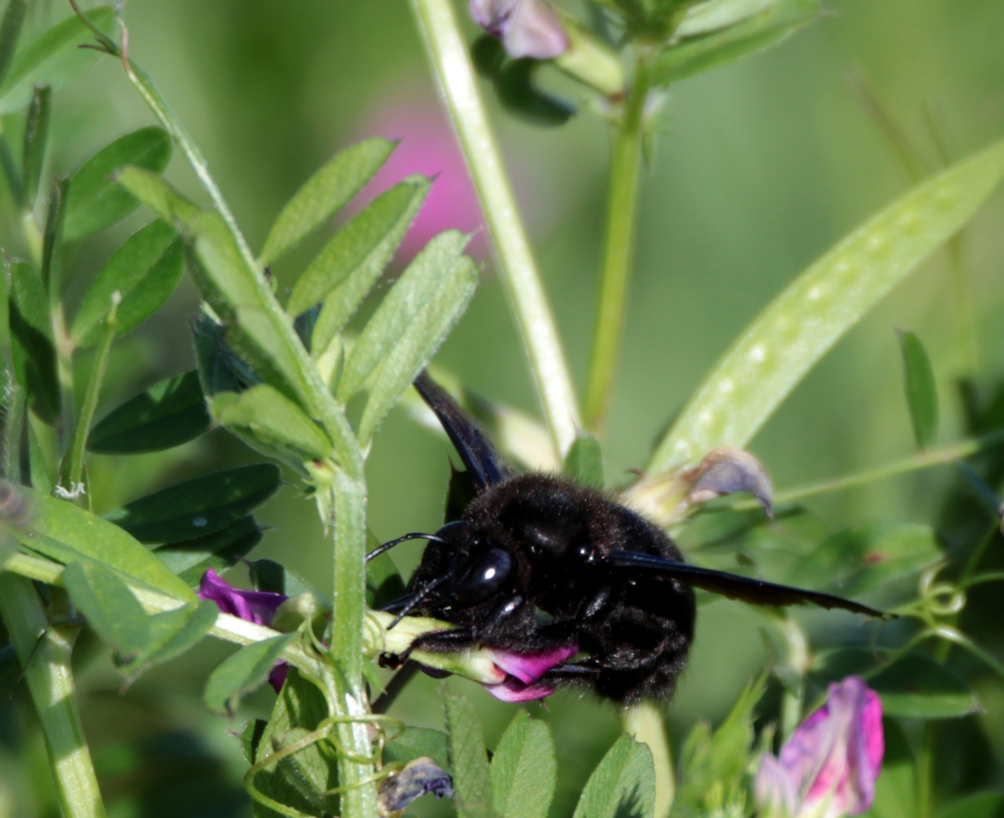 Xylocopa