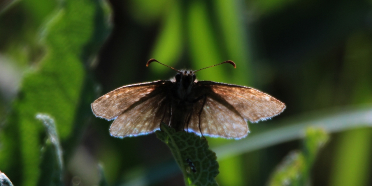 Erynnis tages - cigánylepke