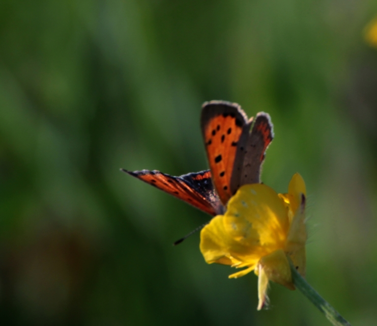 Lycaena phlaeas - közönséges tűzlepke