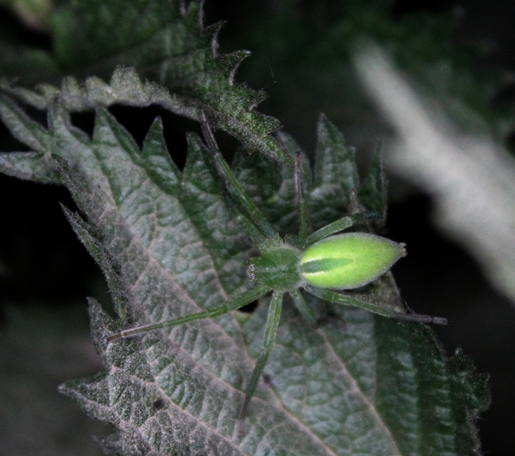 Micrommata virescens - hunyópók