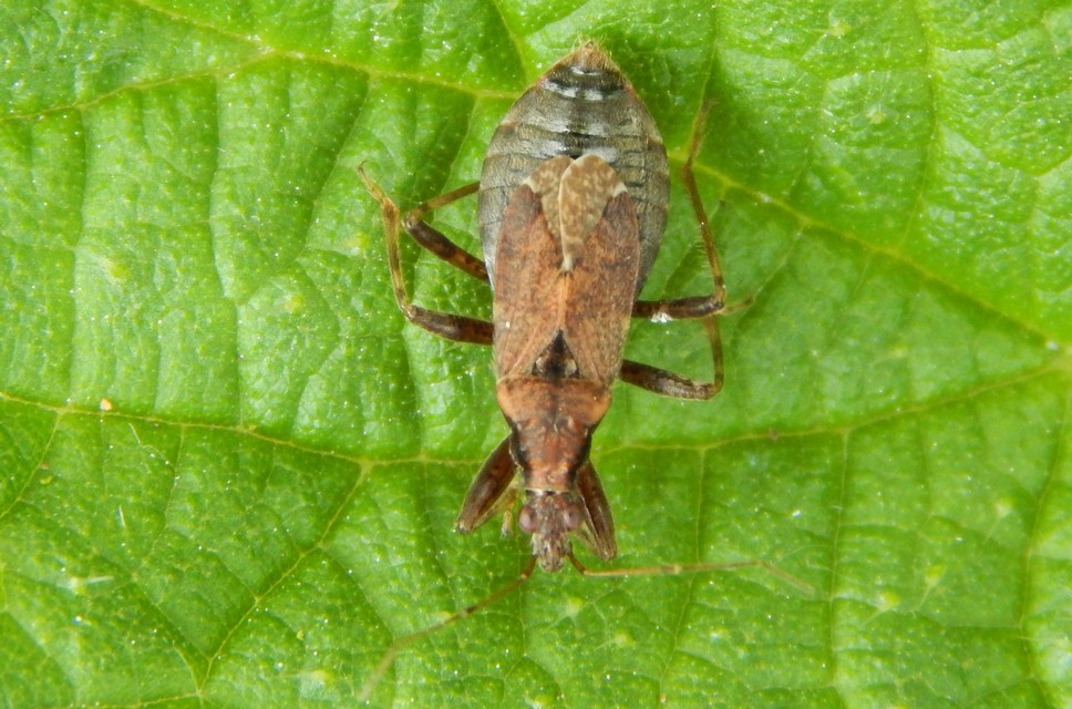 Himacerus
