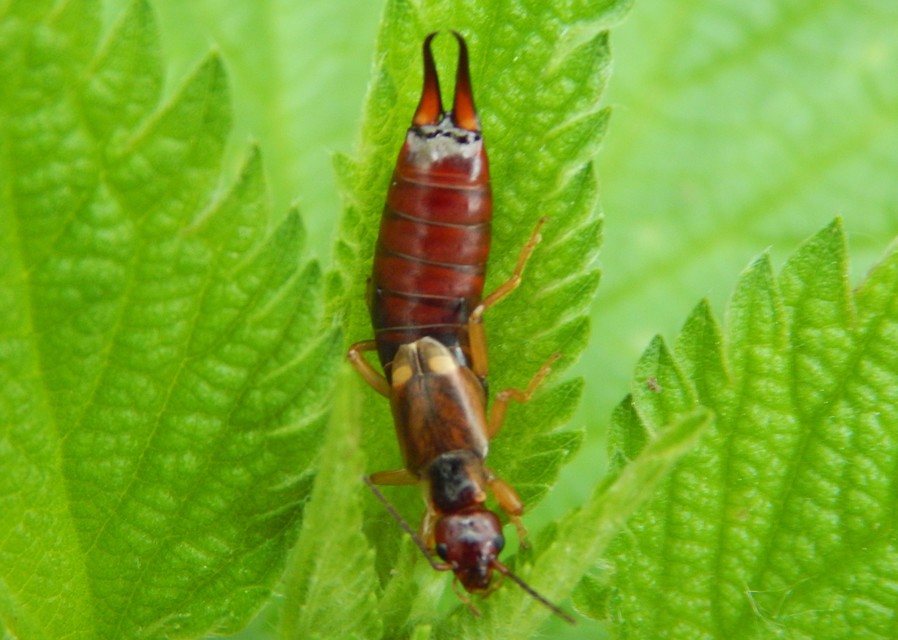 Forficula auricularia - közönséges fülbemászó
