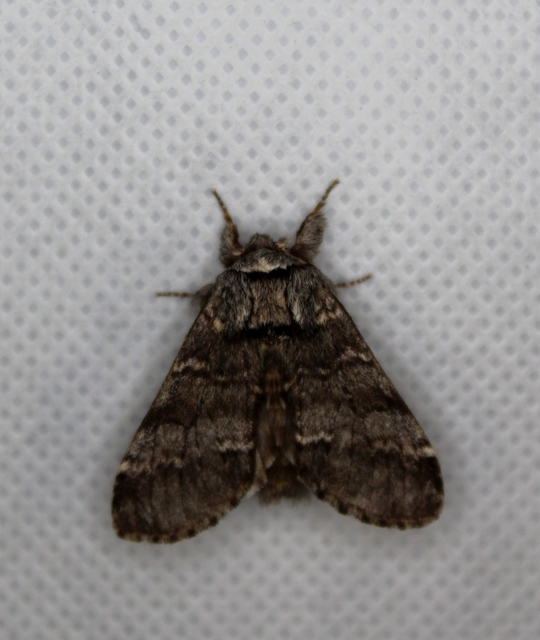 Drymonia ruficornis - cserfa-púposszövő