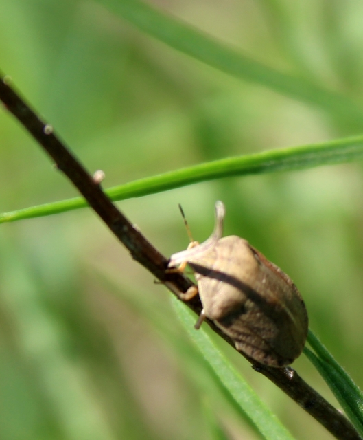 Eurygaster Eurygaster