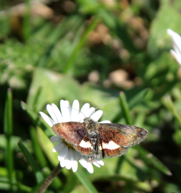 Panemeria tenebrata - apró sárgabagoly