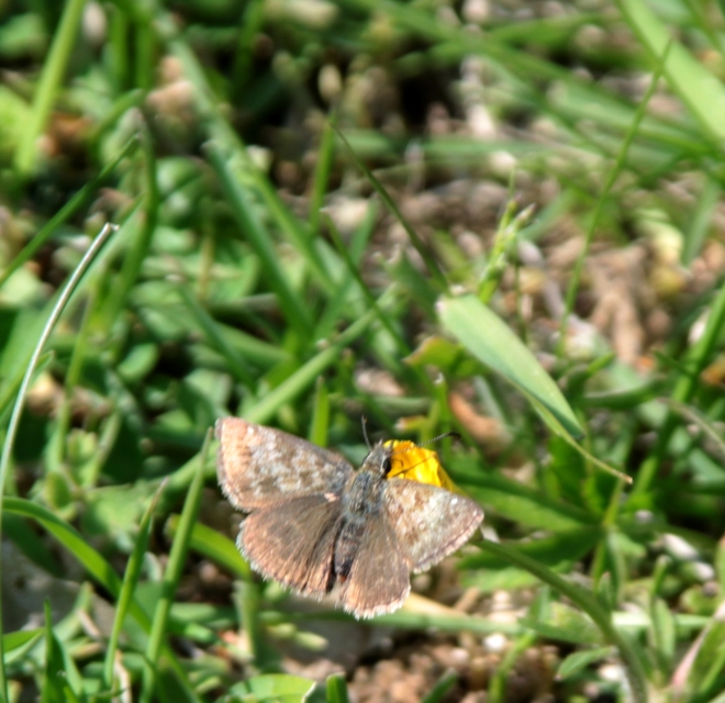 Erynnis tages - cigánylepke