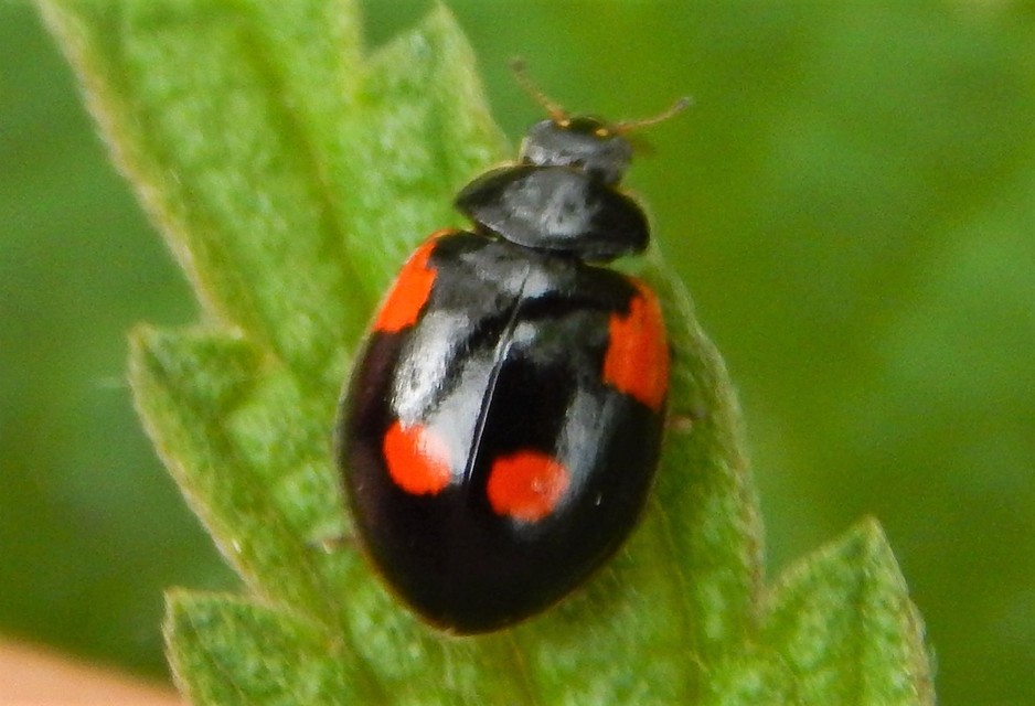 Adalia bipunctata - kétpettyes katica