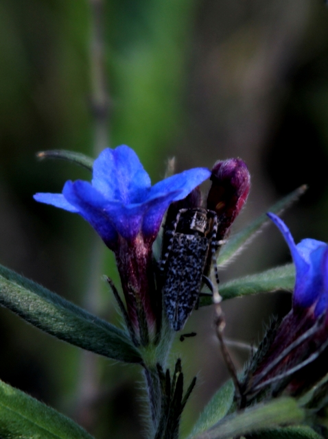 Pilemia tigrina - atracélcincér