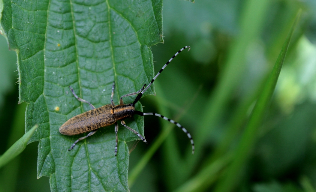 Agapanthia villosoviridescens - fehérgyűrűs bogáncscincér